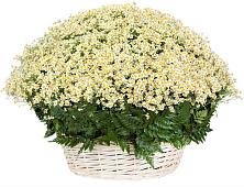 Цветочная композиция из Ромашки в корзине #REPLACE_PRED# Лузе